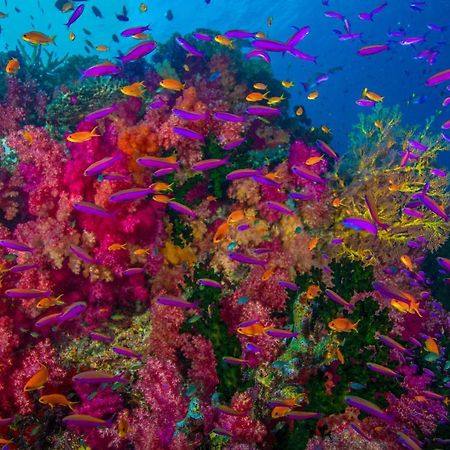 Sau Bay Resort - Off Taveuni Na Sau Bay Εξωτερικό φωτογραφία